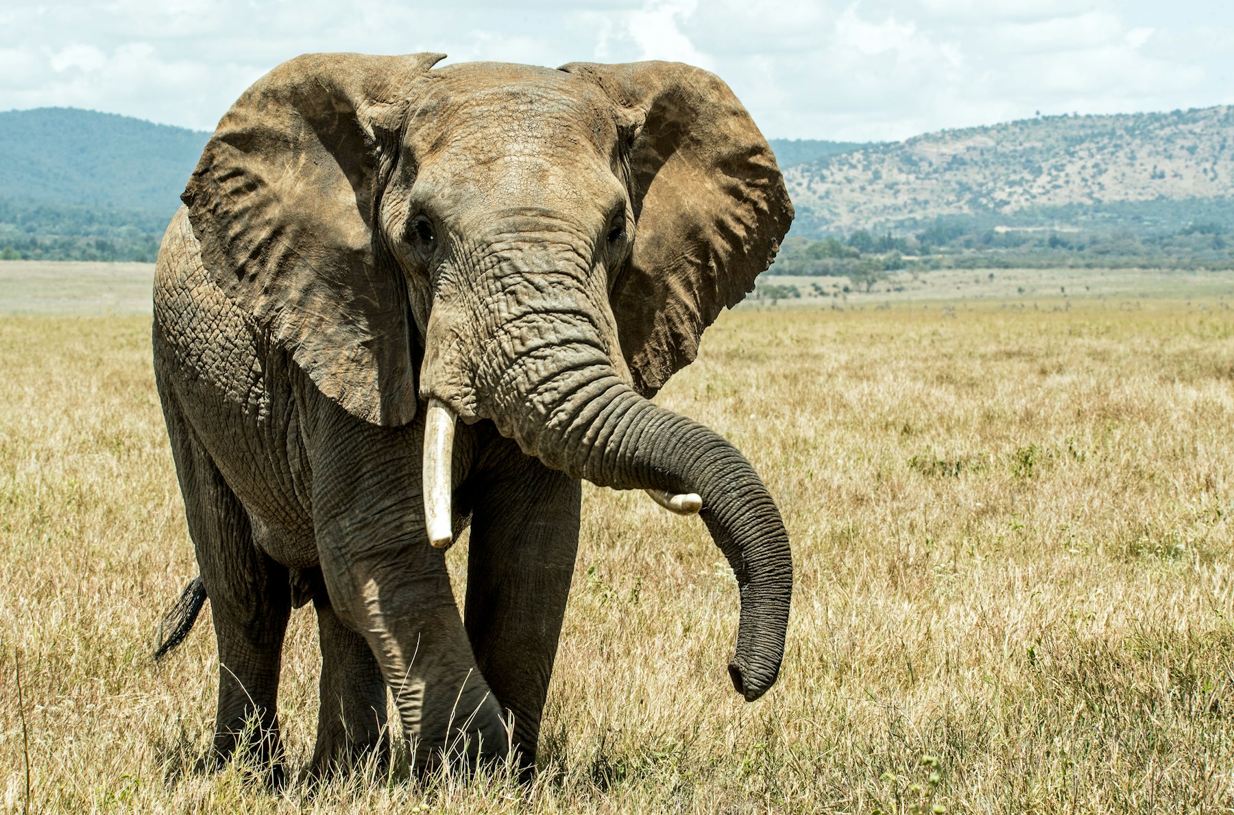 African elephant in Lewa Wildlife Conservancy