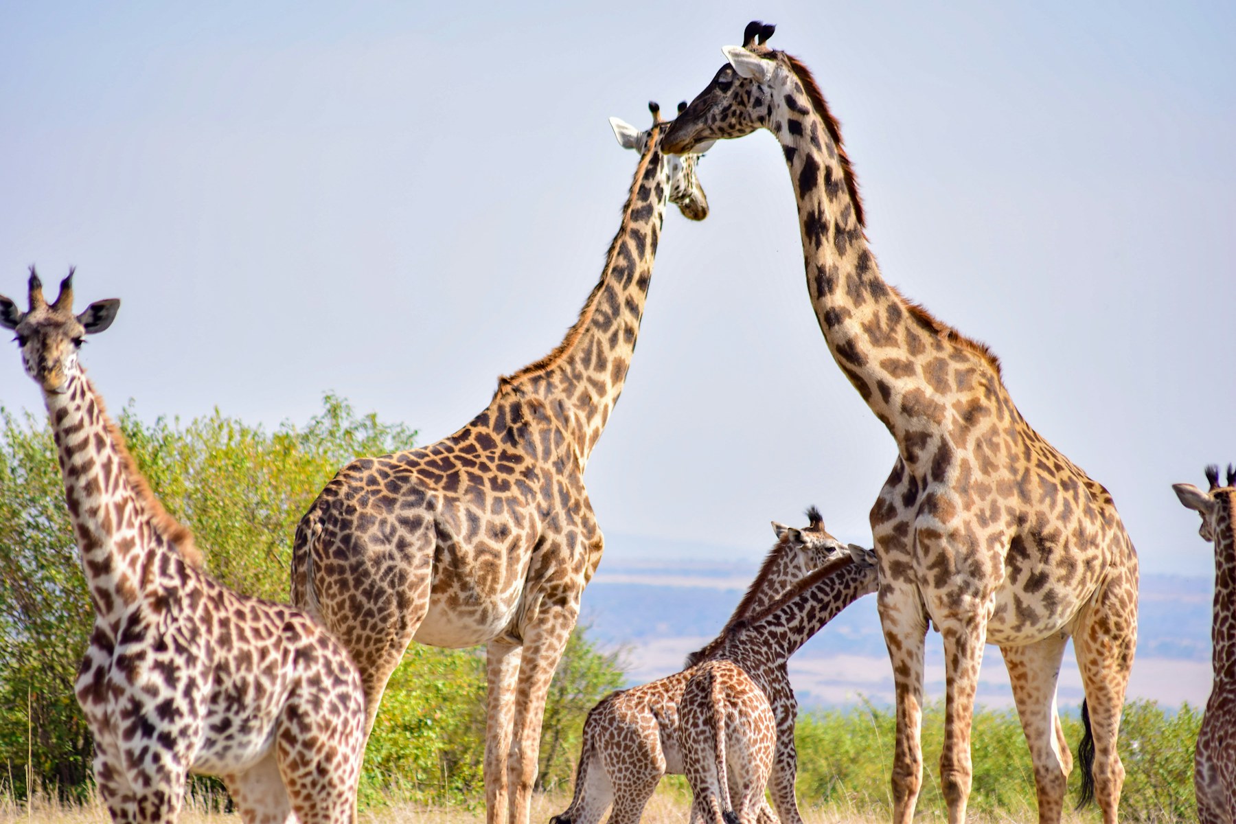 A herd of giraffes crossing open grassland in the Maasai Mara