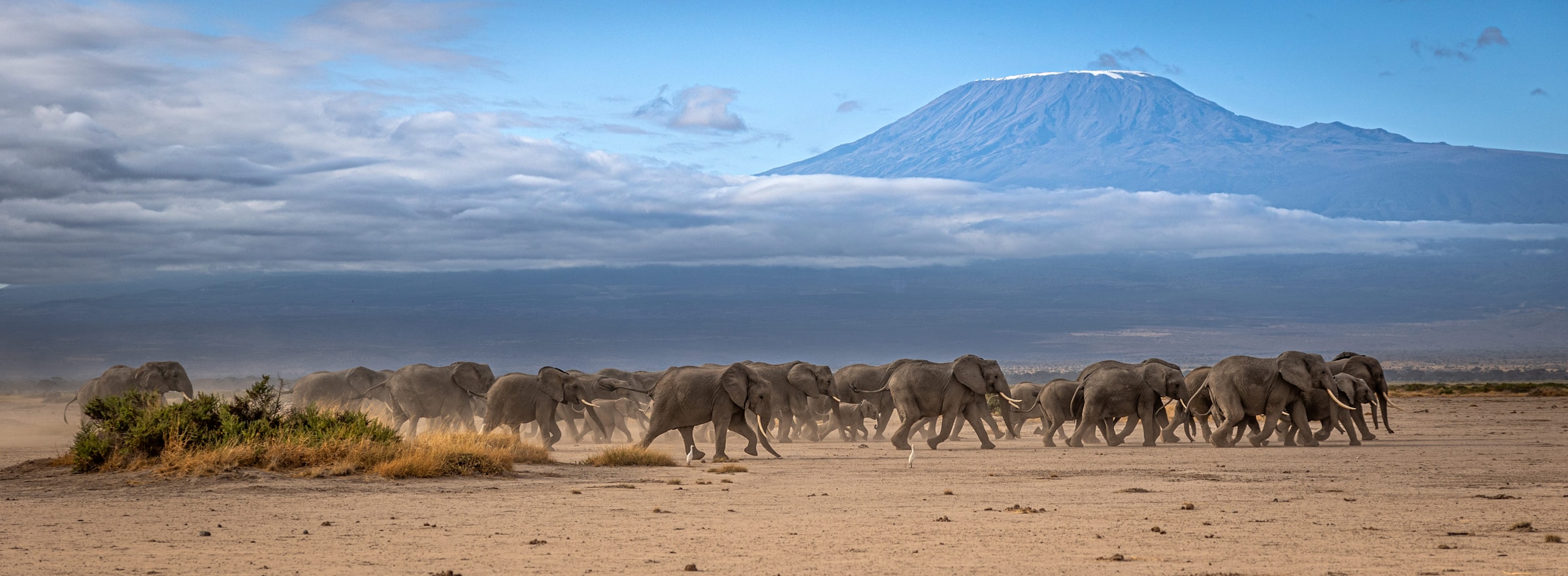 A herd of elephants crossing the Amboseli plains beneath Mount Kilimanjaro