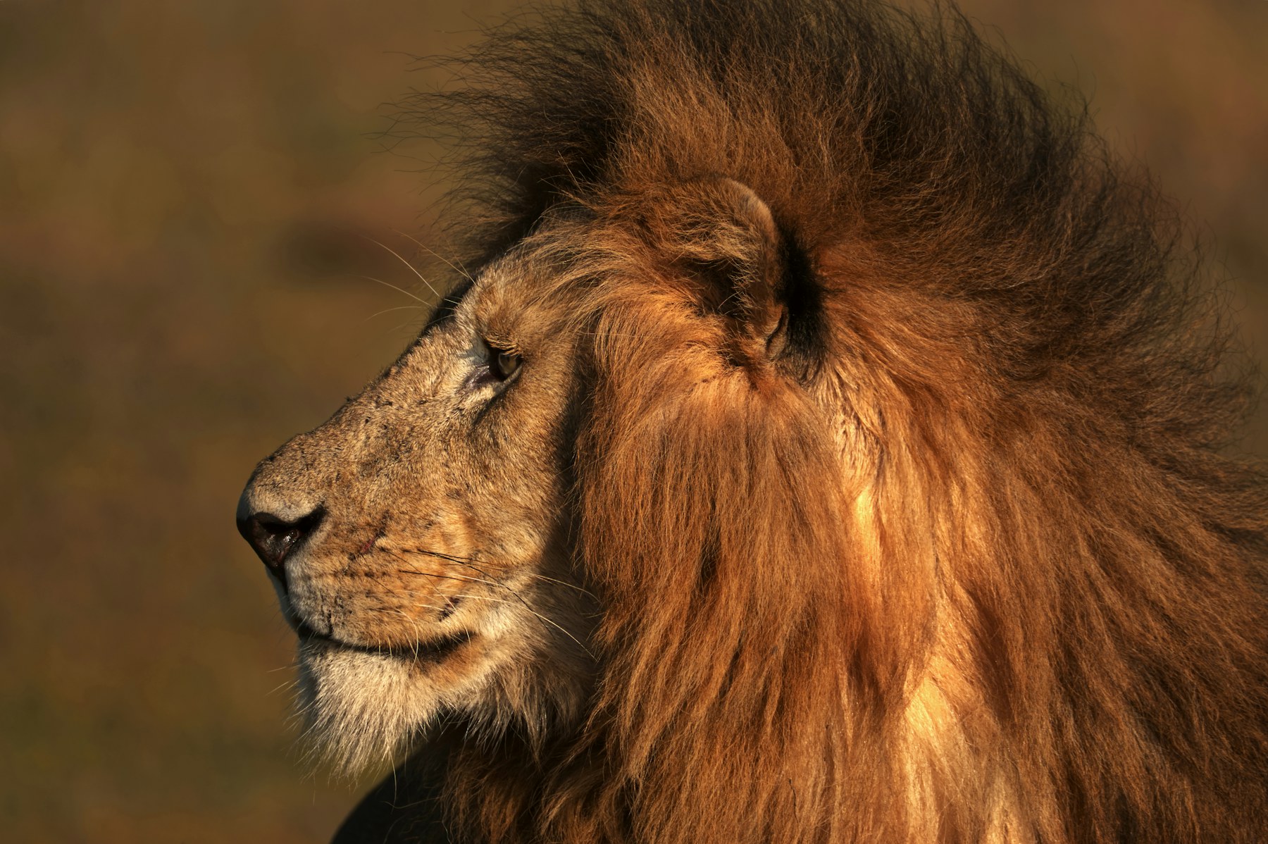 Lion in warm light on the Maasai Mara