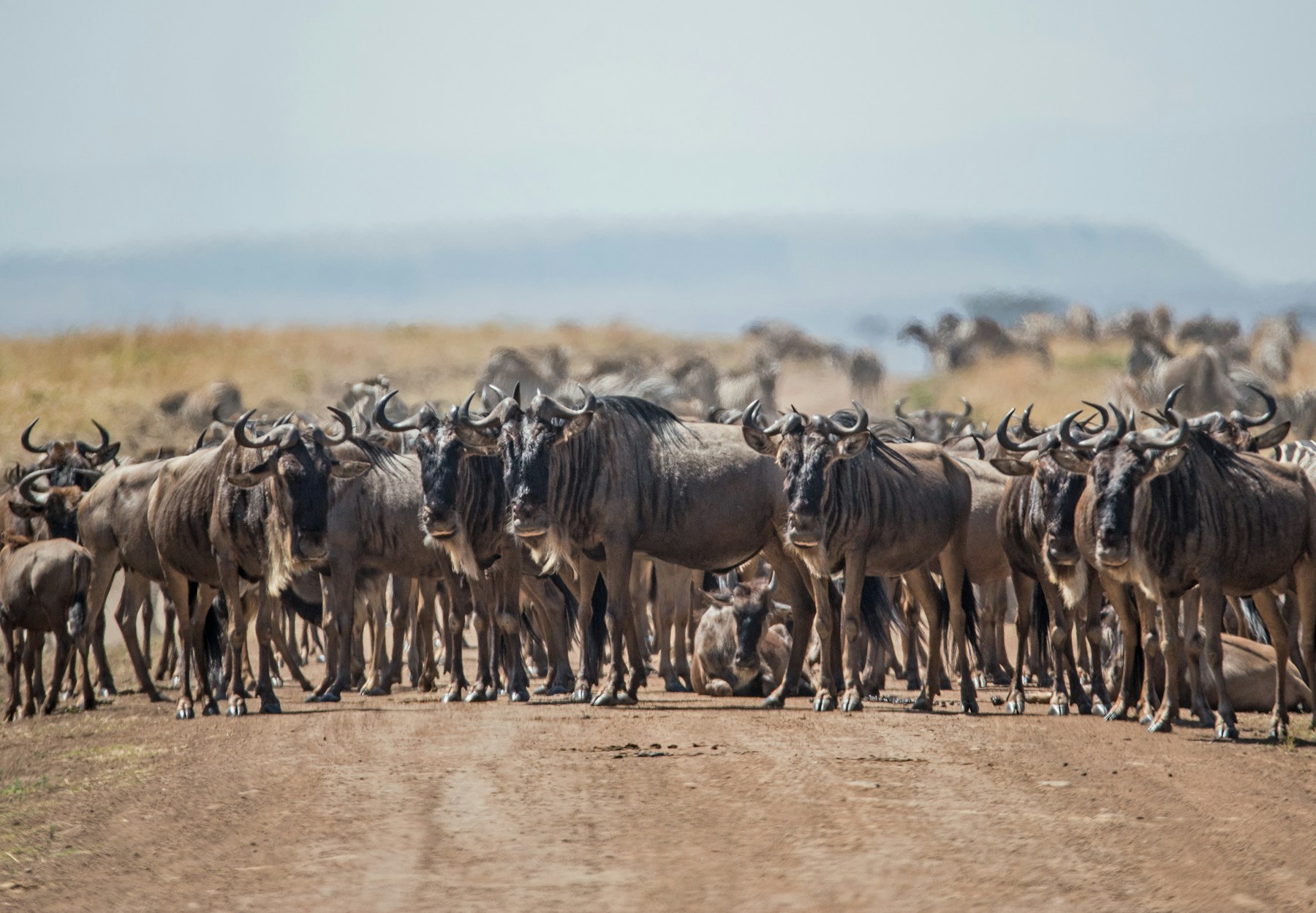 Wildebeest moving through the Mara Triangle